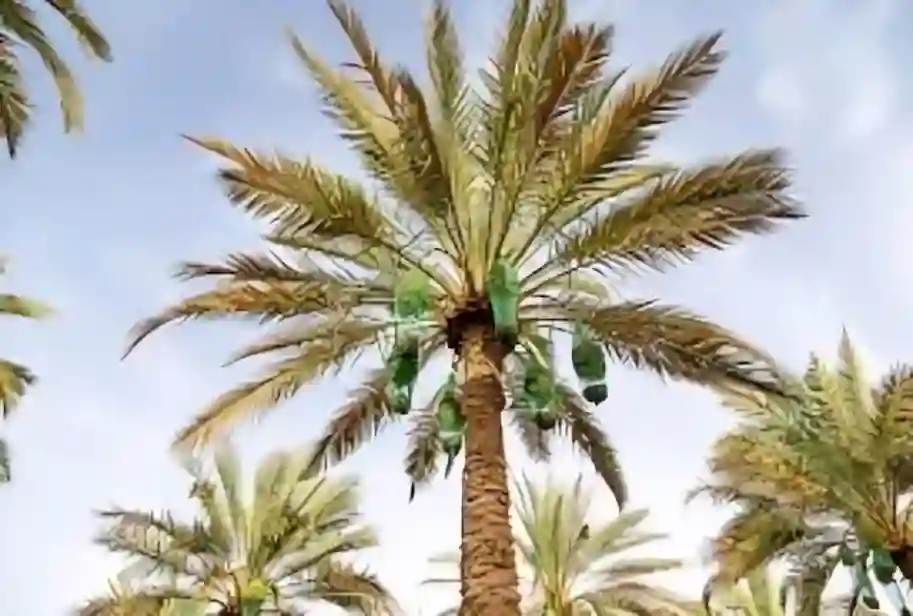 القصيم تتصدر بزراعة النخيل