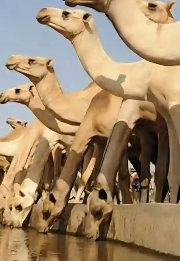 مياه نظيفة تحمي صحة الإبل