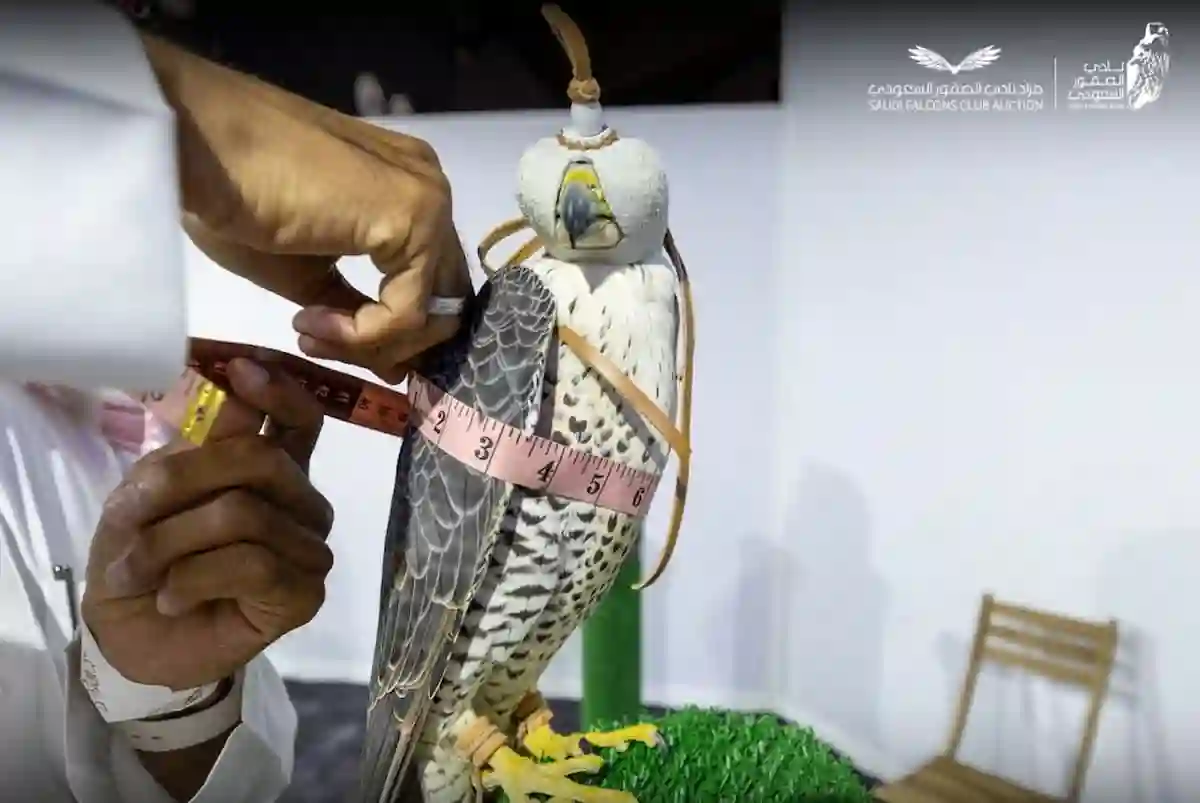 معرض الصقور