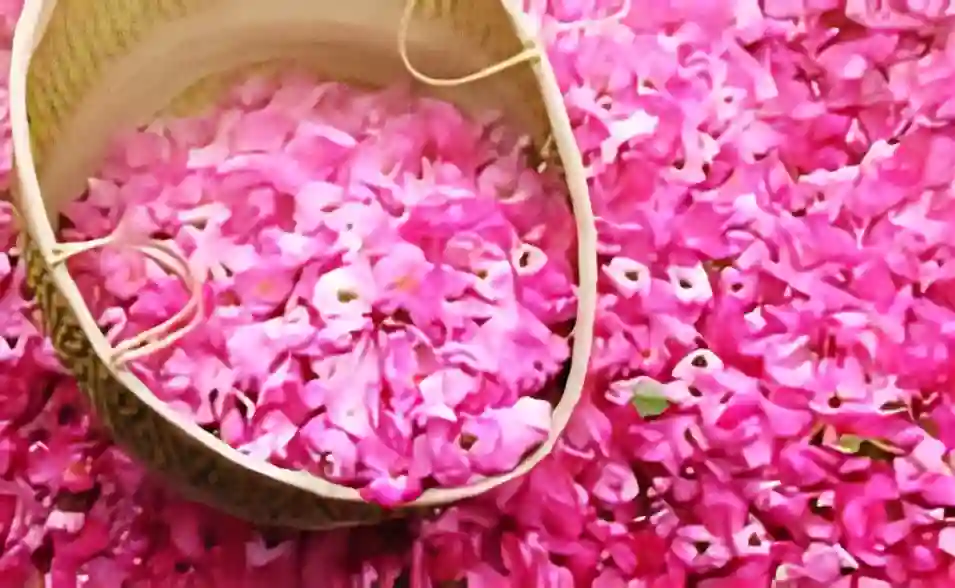 مزرعة ورد عسير
