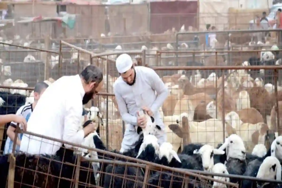 هيئة القصيم تطلق خطة تشغيلية متكاملة لموسم الأضاحي
