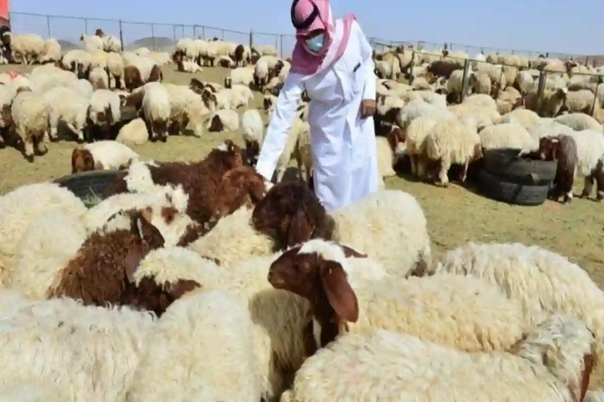 سوق المواشي بجدة يستعد للعيد وأسعار الأضاحي تتراوح بين 900 و2700 ريال